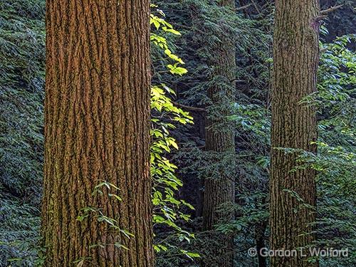 Pine Forest_DSCF06276.jpg - Photographed in the Hocking Hills State Park near Logan, Ohio, USA.